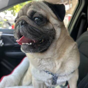 Hamlet -  Pug Dog for Adoption in Seattle, Washington - Hamlet | PetCurious