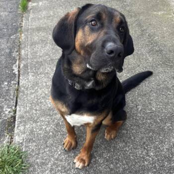 Smokey -  Hound and Mixed Breed Dog for Adoption in Waynesburg, Pennsylvania - Smokey | PetCurious