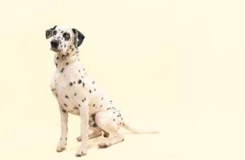 Dalmatian Dogs Available for Adoption in Fort Worth, Texas - Arrow | PetCurious