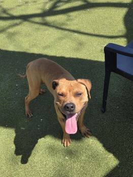 Humphrey -  Labrador Retriever and Australian Cattle Dog Blue Heeler Dog for Adoption in Austin, Texas - Humphrey | PetCurious