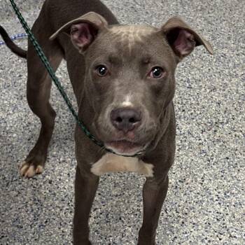 Charmer -  Mixed Breed Dog for Adoption in Greenville, South Carolina - Charmer | PetCurious