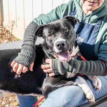 Mixed Breed Dogs Available for Adoption in Chamblee, Georgia - Oreo | PetCurious