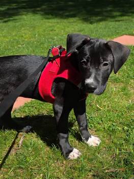 Mixed Breed Dogs Available for Adoption in Wayne, New Jersey - Snoopy | PetCurious