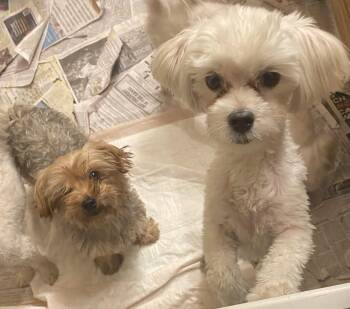 Joey -  Yorkshire Terrier Dog for Adoption in Moreno Valley, California - Joey | PetCurious