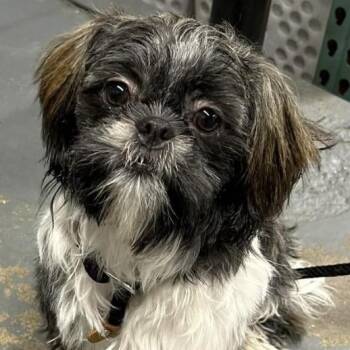 Chibby -  Shih Tzu Dog for Adoption in Calverton, New York - Chibby | PetCurious