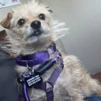 Boo -  Yorkshire Terrier and Glen Of Imaal Terrier Dog for Adoption in Marana, Arizona - Boo | PetCurious