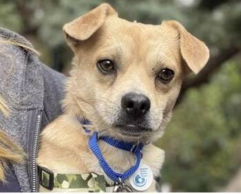 Benji -  Pug and Chihuahua Dog for Adoption in Larkfield-wikiup, California - Benji | PetCurious