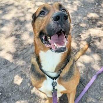 WYATT -  Mixed Breed Dog for Adoption in Fernandina Beach, Florida - WYATT | PetCurious