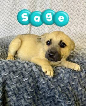 Belgian Shepherd Malinois Dogs Available for Adoption in Boerne, Texas - Sage | PetCurious