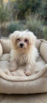 Winston -  Maltese Dog for Adoption in Union Grove, Wisconsin - Winston | PetCurious