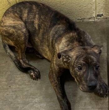 TRAPPER -  Pit Bull Terrier Dog for Adoption in Elizabethton, Tennessee - TRAPPER | PetCurious