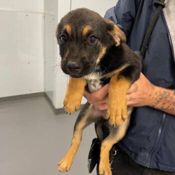 Hound and Mixed Breed Dogs Available for Adoption in Roanoke, Virginia - Marty | PetCurious
