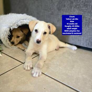 Chonk -  Yellow Labrador Retriever Dog for Adoption in Oviedo, Florida - Chonk | PetCurious