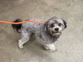 GIZMO -  Poodle and Mixed Breed Dog for Adoption in Ontario, California - GIZMO | PetCurious