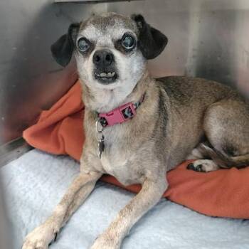Charlie -  Chihuahua Dog for Adoption in Melbourne, Kentucky - Charlie | PetCurious