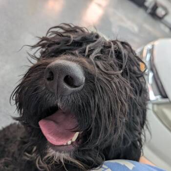 Mixed Breed Dogs Available for Adoption in Dekalb, Illinois - MyDood | PetCurious