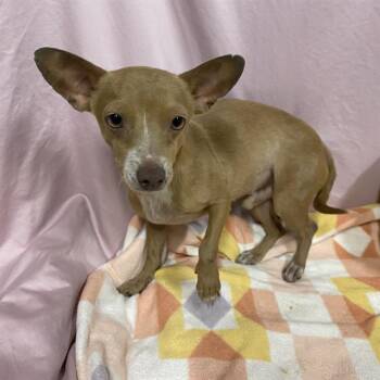 A612490 -  Chihuahua and Mixed Breed Dog for Adoption in Modesto, California - A612490 | PetCurious