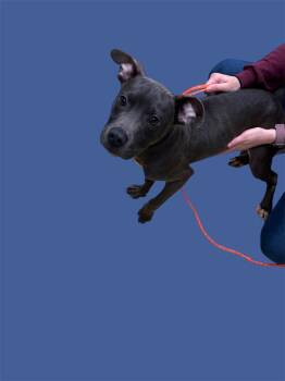 Rescue Pit Bull Terrier Dogs for Adoption in New Castle, Indiana - Mike | PetCurious