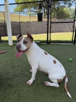 American Staffordshire Terrier and American Bulldog Dogs Available for Adoption in Daphne, Alabama - Chelsea | PetCurious