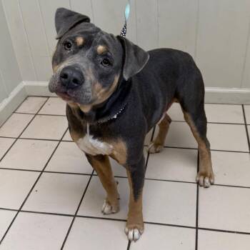 Pit Bull Terrier and Labrador Retriever Dogs Available for Adoption in Tuscaloosa, Alabama - Chase Ortega (AKA Pangea) | PetCurious