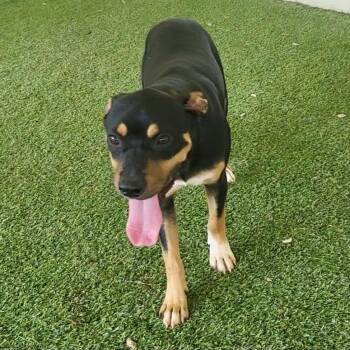 Dasani 0313 -  Mixed Breed Dog for Adoption in Loxahatchee Groves, Florida - Dasani 0313 | PetCurious