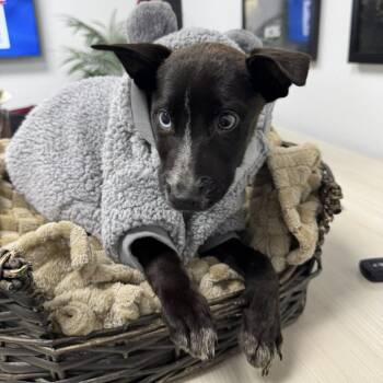 Black Labrador Retriever Dogs Available for Adoption in Beaumont, Texas - Batsy | PetCurious