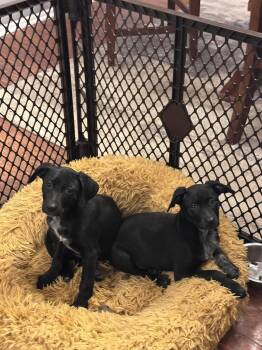 Black Labrador Retriever and Cattle Dog Dogs Available for Adoption in Franklin Township, New Jersey - Labrador Retriever/Cattle Dog Mix | PetCurious
