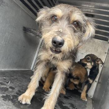 Terrier Dogs Available for Adoption - Haisley | PetCurious