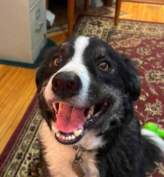Jack -  Border Collie Dog for Adoption in Howell Township, New Jersey - Jack | PetCurious