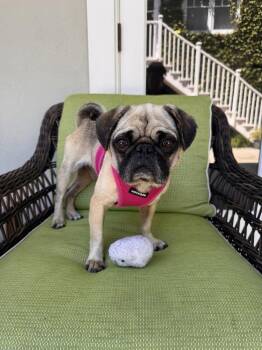 Teddy -  Pug Dog for Adoption in Ventura, California - Teddy | PetCurious