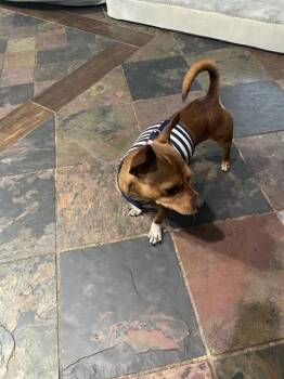 TITO -  Chihuahua Dog for Adoption in San Antonio, Texas - TITO | PetCurious