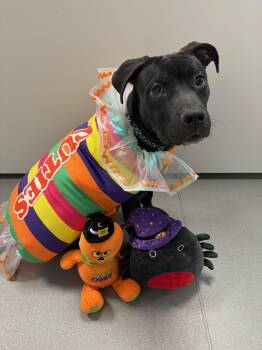 Jessica -  American Bully Dog for Adoption in Mississauga, Ontario - Jessica | PetCurious