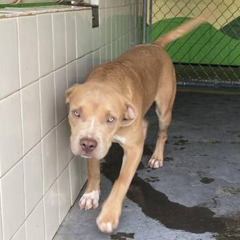 Pit Bull Terrier and Mixed Breed Dogs Available for Adoption - CUTIE PATOOTIE | PetCurious