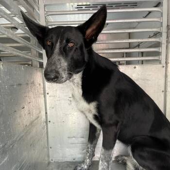 Shepherd Dogs Available for Adoption in Edinburg, Texas - Lightning | PetCurious