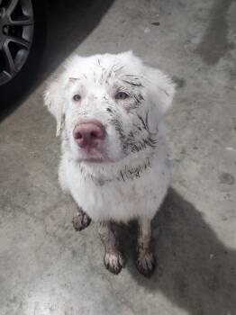Rescue Great Pyrenees Dogs for Adoption in Quinlan, Texas - Clover HTX | PetCurious