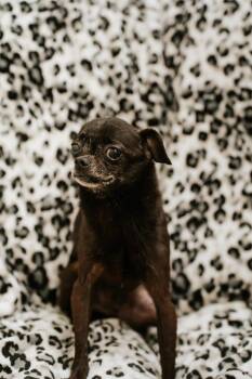 The Count -  Chihuahua and Pug Dog for Adoption in Newberg, Oregon - The Count | PetCurious