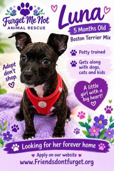 Luna ( Orlando FL) -  Boston Terrier Dog for Adoption in Orlando, Florida - Luna ( Orlando FL) | PetCurious