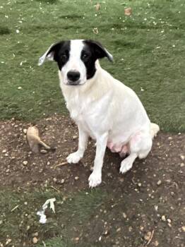 Labrador Retriever and Hound Dogs Available for Adoption in Orland Park, Illinois - Chunk | PetCurious