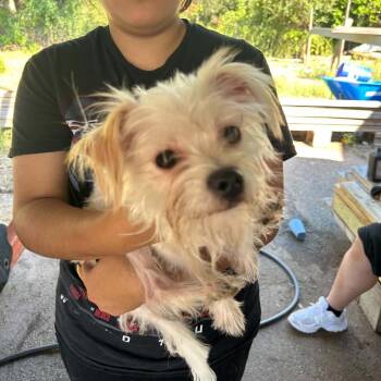 Chip -  Maltese and Mixed Breed Dog for Adoption in Helena, Alabama - Chip | PetCurious