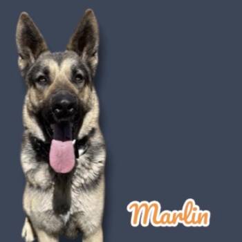 German Shepherd Dog Dogs Available for Adoption in Scottsdale, Arizona - Marlin | PetCurious