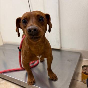 Miniature Pinscher Dogs Available for Adoption - Goofy | PetCurious