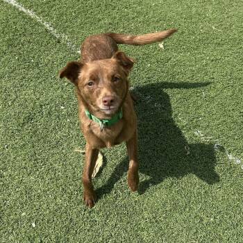 Chihuahua Dogs Available for Adoption - Brandy | PetCurious