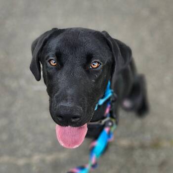 Mixed Breed Dogs Available for Adoption in New York, New York - Rock | PetCurious