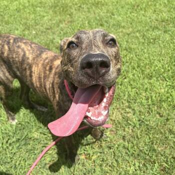 Figaro -  Mixed Breed Dog for Adoption in Greenville, South Carolina - Figaro | PetCurious