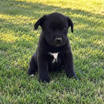Kenny Guitar -  Shepherd and Black Labrador Retriever Dog for Adoption in Andover, Massachusetts - Kenny Guitar | PetCurious