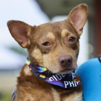 FREDDIE -  Terrier Dog for Adoption in San Antonio, Texas - FREDDIE | PetCurious