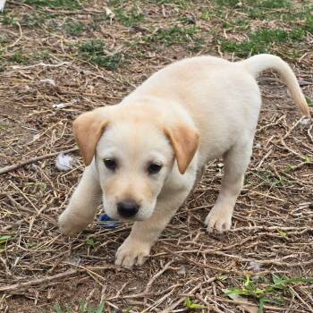 Labrador Retriever Dogs Available for Adoption in Plainfield, Connecticut - Pepe | PetCurious