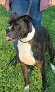 Petey -  Boxer Dog for Adoption in Fountaintown, Indiana - Petey | PetCurious