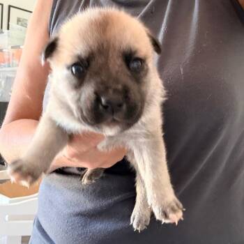 Cheyenne -  English Bulldog Dog for Adoption in Sacramento, California - Cheyenne | PetCurious
