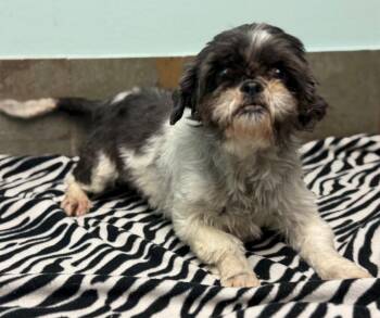 Shih Tzu Dogs Available for Adoption - Iris | PetCurious